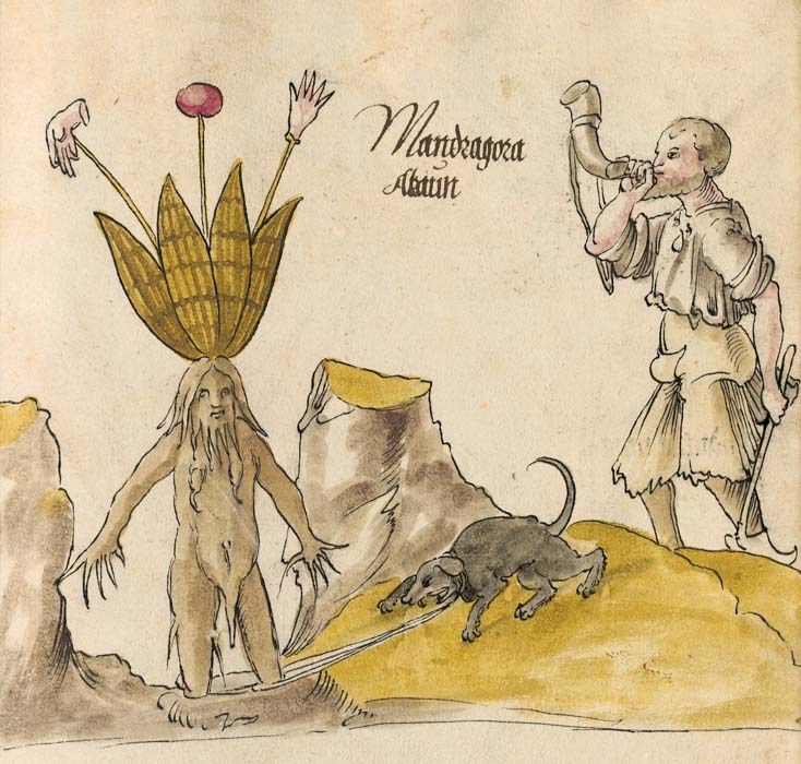 *Mandrágora, en Libro de plantas medicinales*, 1520-1530. Bayerische Staatsbibliothek