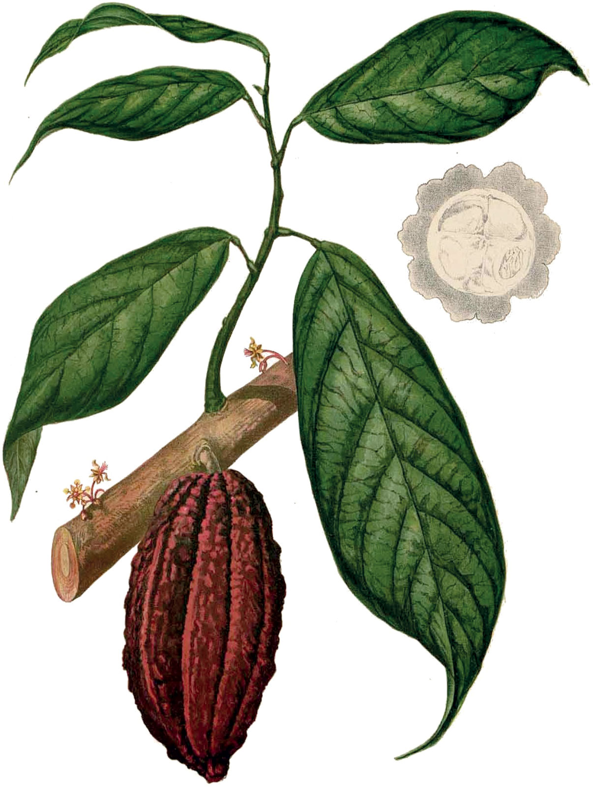 Francisco Manuel Blanco, *Theobroma cacao*, *ca*. 1880 