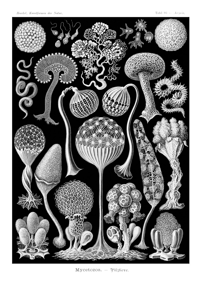 *Mycetozoa*, en Ernst Haeckel, *Obras de arte de la Naturaleza*, 1904. Biodiversity Heritage Library 