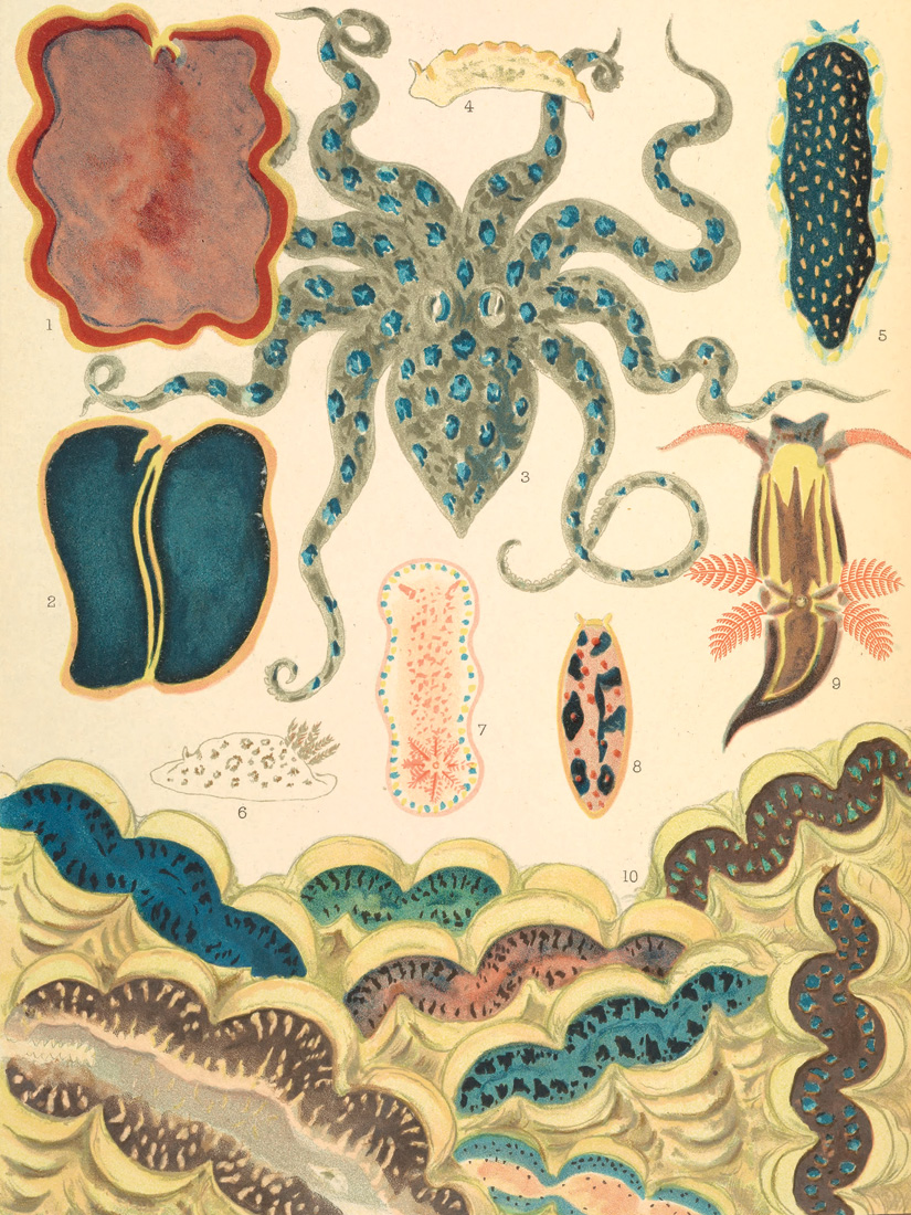 Moluscos y planarias del arrecife de coral, en William Saville- Kent, *The Great Barrier Reef of Australia*, 1893. Biodiversity Heritage Library