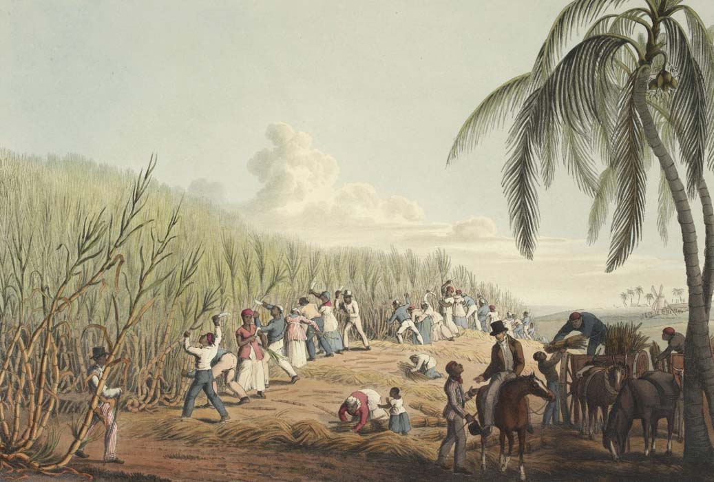 William Clark, *Esclavos cortan caña de azúcar en una plantación de Antigua*, 1823. The British Library