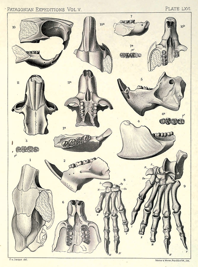 Ilustración de Reports of the Princeton University _Expeditions to Patagonia 1896-1899_, 1901. Biodiversity Heritage Library