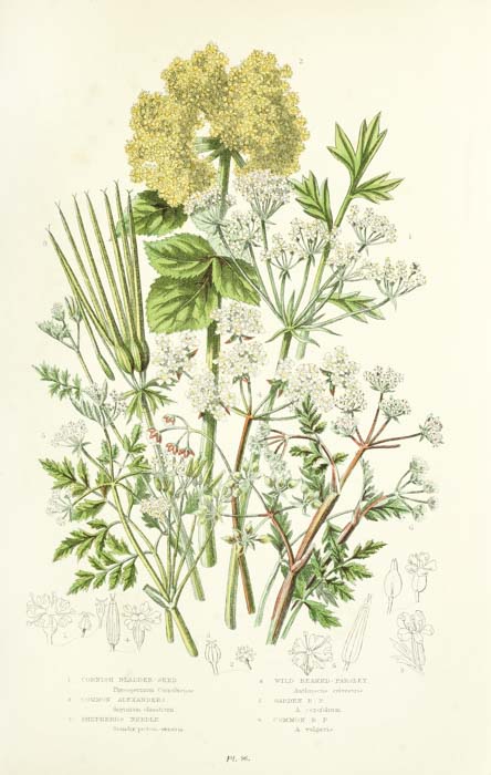 Ilustración de Anne Pratt, en The Flowering plants, grasses, sedges, and ferns of Great Britain, vol. IV, 1873. Internet Archive