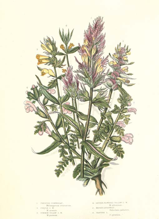 Ilustración de Anne Pratt, en The Flowering plants, grasses, sedges, and ferns of Great Britain, vol. IV, 1873. Internet Archive