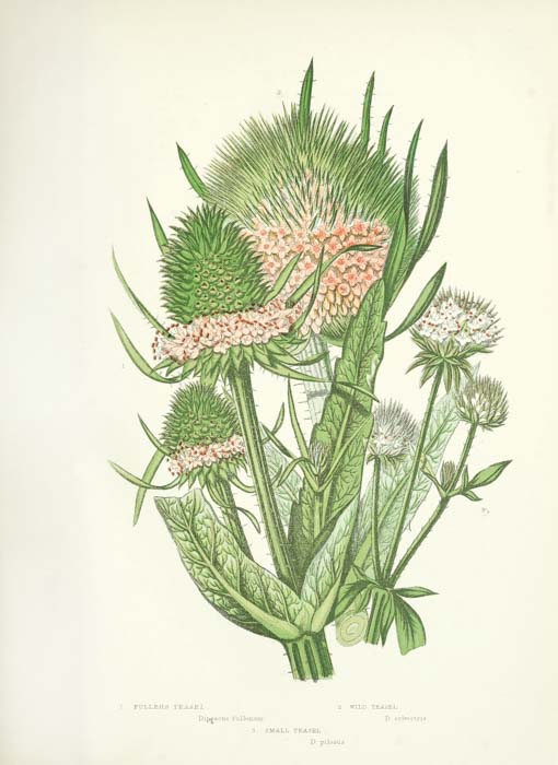 lustración de Anne Pratt, en The Flowering plants, grasses, sedges, and ferns of Great Britain, vol. IV, 1873. Internet Archive