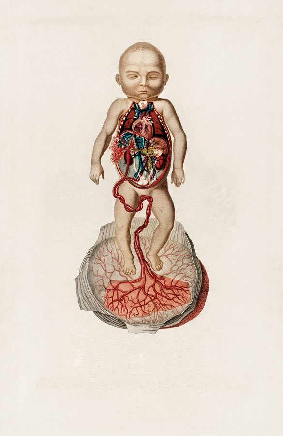 Charles Dessalines d’Orbigny, _Circulación de la sangre en un feto_, 1866. Rawpixel