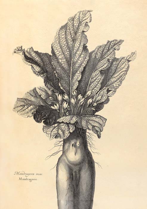 A. Bosse, *Mandragore*, en *Estampes pour servir à l’histoire des plantes*, 1701. Wellcome Collection