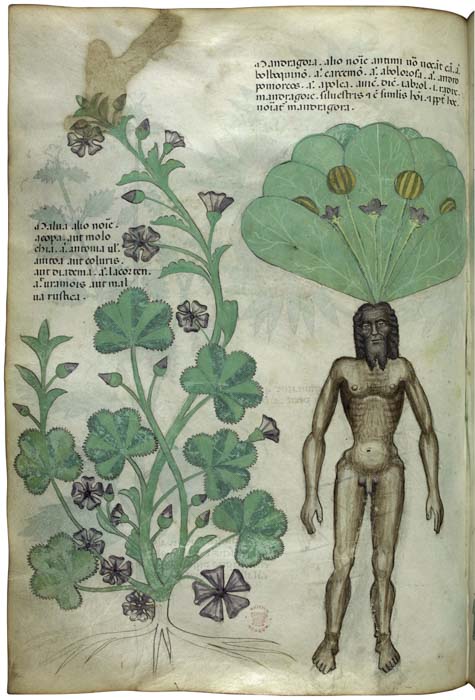 Miniatura de plantas, incluida una mandrágora con cuerpo masculino, en *Herbal, ca*.1440. The British Library