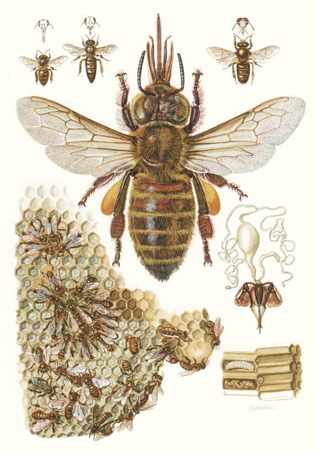 Postal con litografía de abeja europea