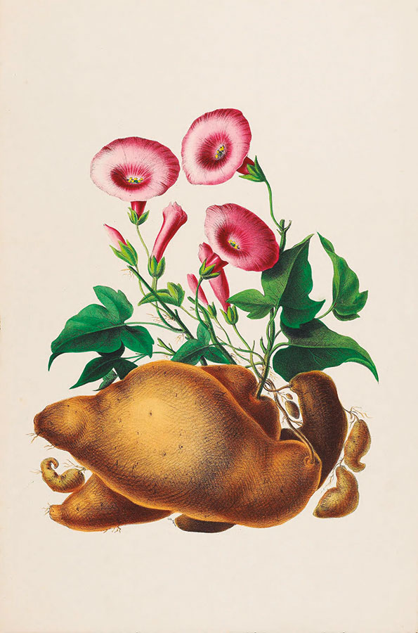 _Ipomoea batatas en Flore d’Amérique, dessinée d’après nature sur les lieux_ de Etienne Denisse, 1843-1846. Biodiversity Heritage Library