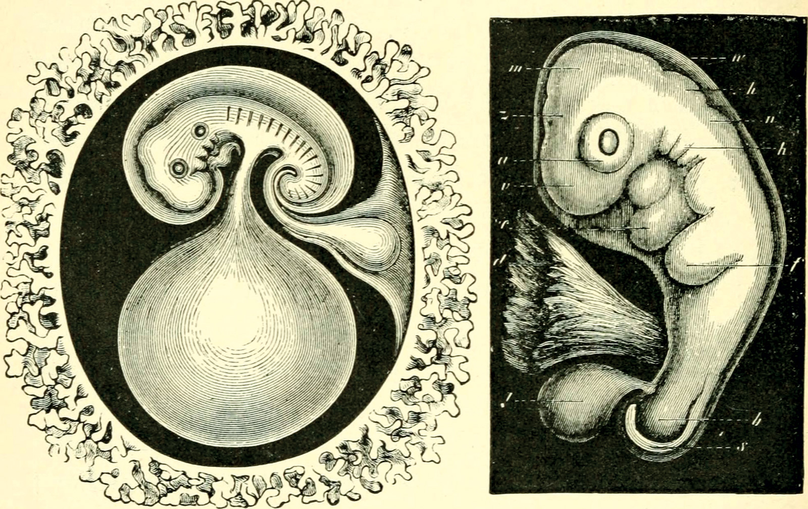 Ernst Haeckel, *La evolución del hombre, una exposición de los principales puntos de ontogenia y filogenia humana*, 1897