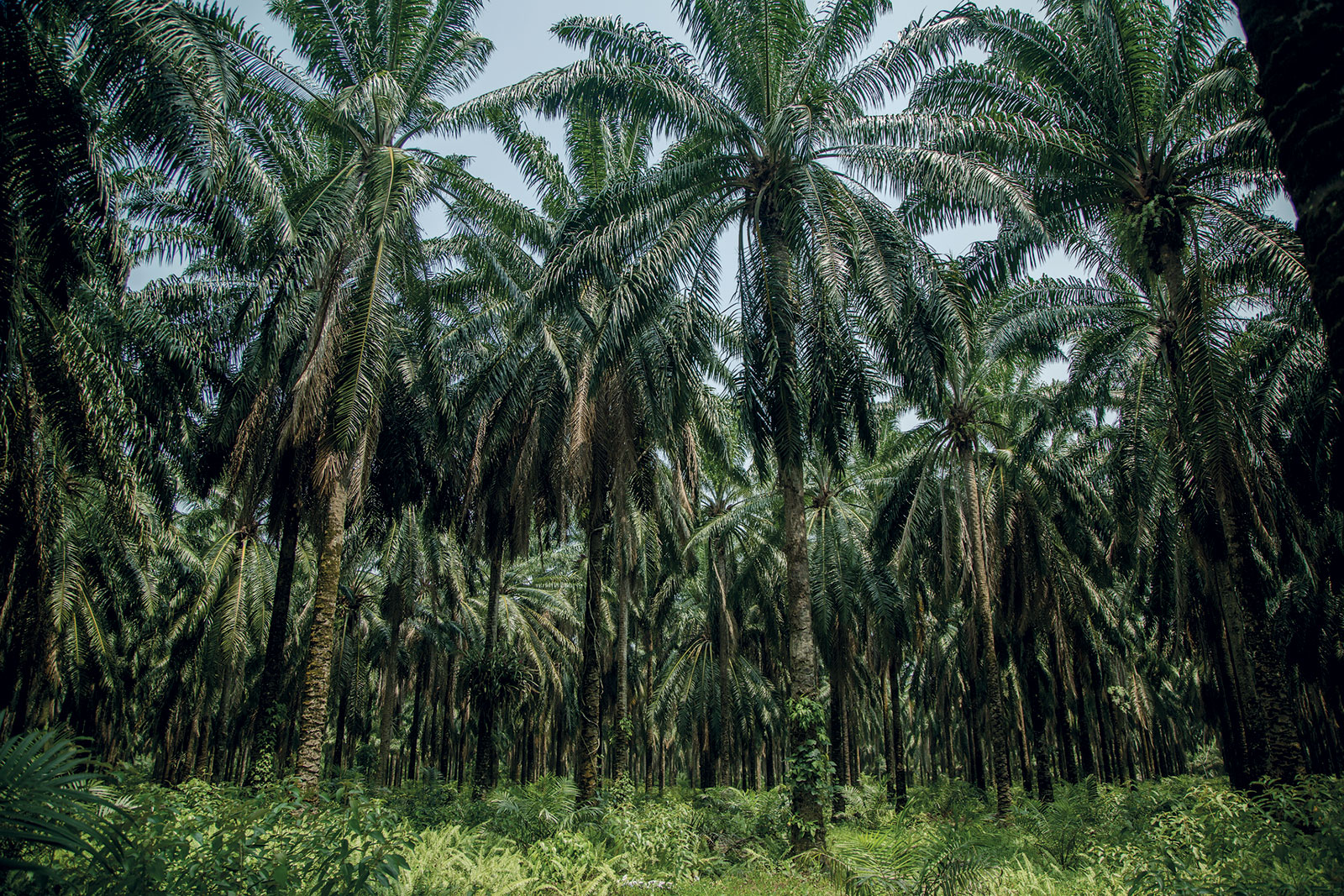 Monocultivo de palma africana en la zona garífuna hondureña. La Ceiba, Atlántida, Honduras, 2023. Fotografía de ©Heriberto Paredes. Cortesía del artista