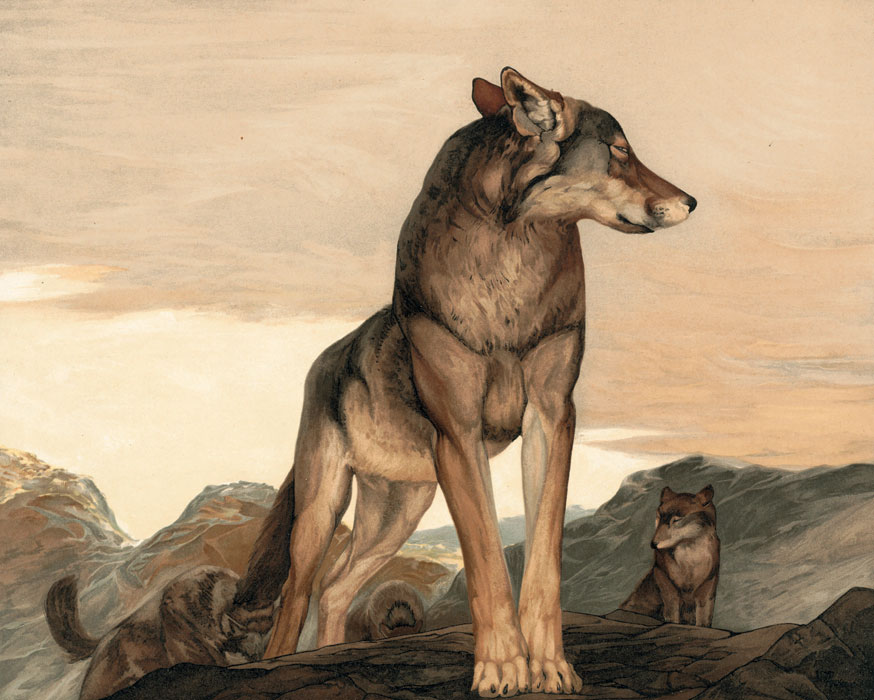 Maurice y Edward Detmold, *Akela, the Lone Wolf*, 1903