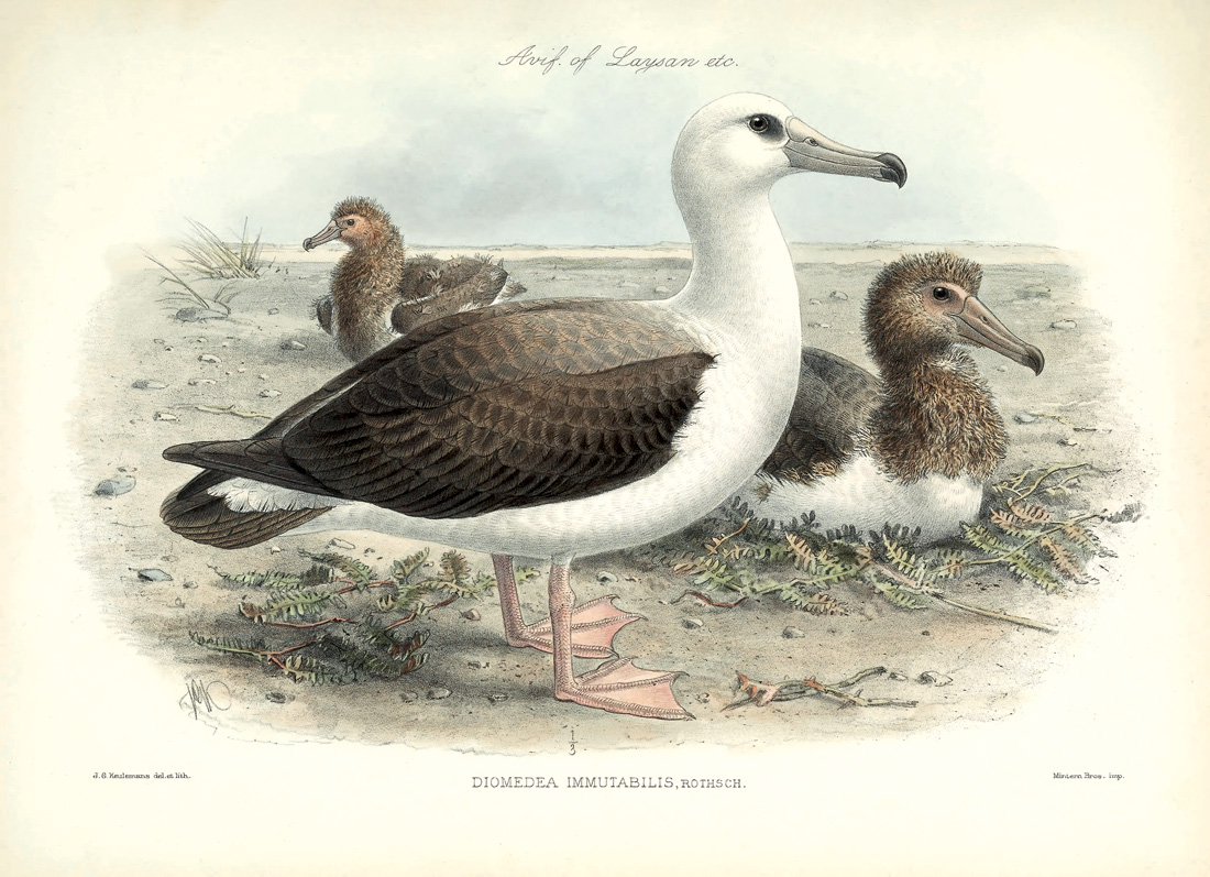 *Diomedea immutabilis*, en *The avifauna of Laysan and the neighbouring islands…*, 1893-1900. Biodiversity Heritage Library