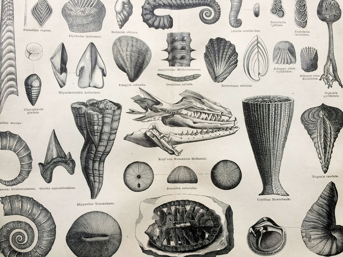 Fósiles del periodo Cretácico, 1877