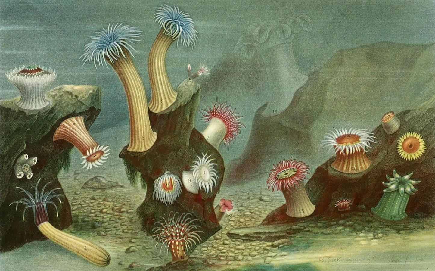Anémonas marinas, en Alfred Moquin-Tandon y Henry Martyn, _The World of the Sea_, 1869. Biodiversity Heritage Library