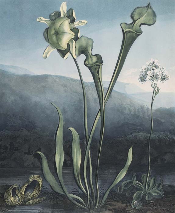 Robert John Thornton, *American Bog Plants,* en *The Temple of Flora*, 1799-1807. Biodiversity Heritage Library 