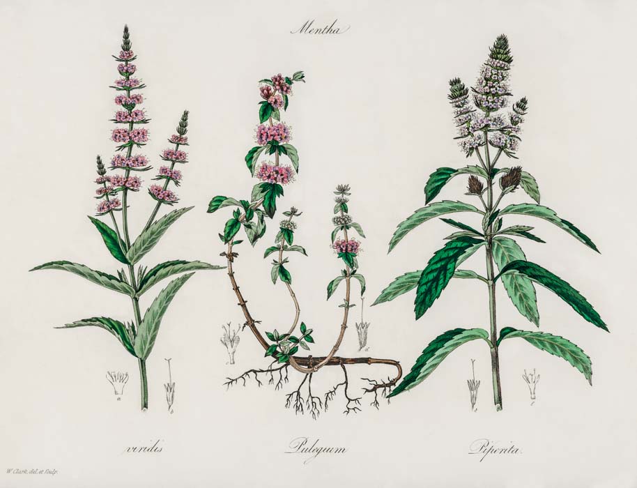 Poleo (*Mentha pulegium*), en John Stephenson y James Morss Churchill, *Medical Botany*, 1834-1836. Wellcome Collection