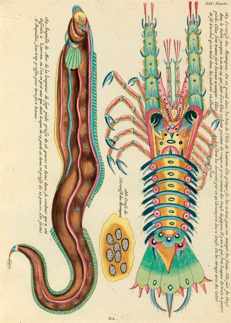 Ilustración de anguila de mar, en Louis Renard, *Peces, cangrejos de río y cangrejos, de varios colores y figuras extraordinarias…*, 1754. Biodiversity Heritage Library 