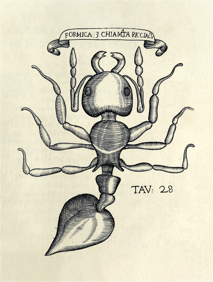 Formica 3, en Francesco Redi, *Esperienze intorno alla generazione degl’insetti*, 1668. Biodiversity Heritage Library