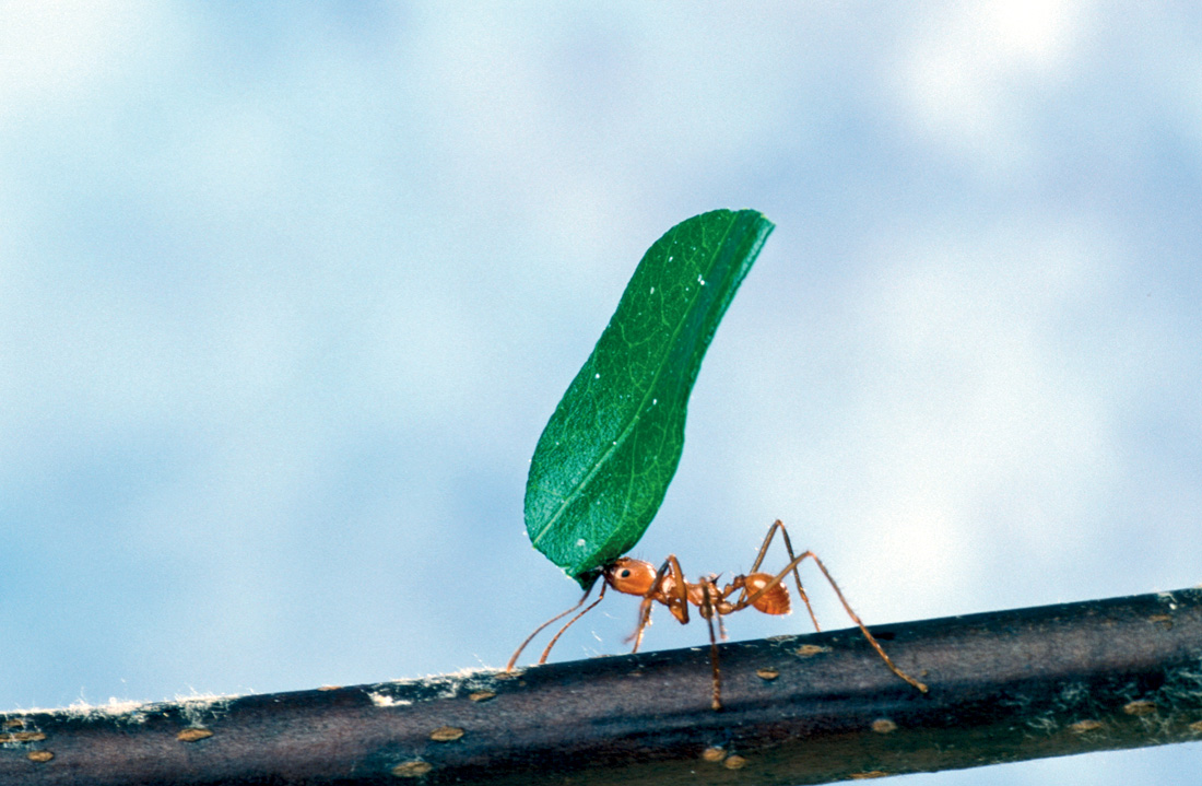 Hormiga cortadora de hojas, 2006. Fotografía de Scott Bauer/US Department of Agriculture