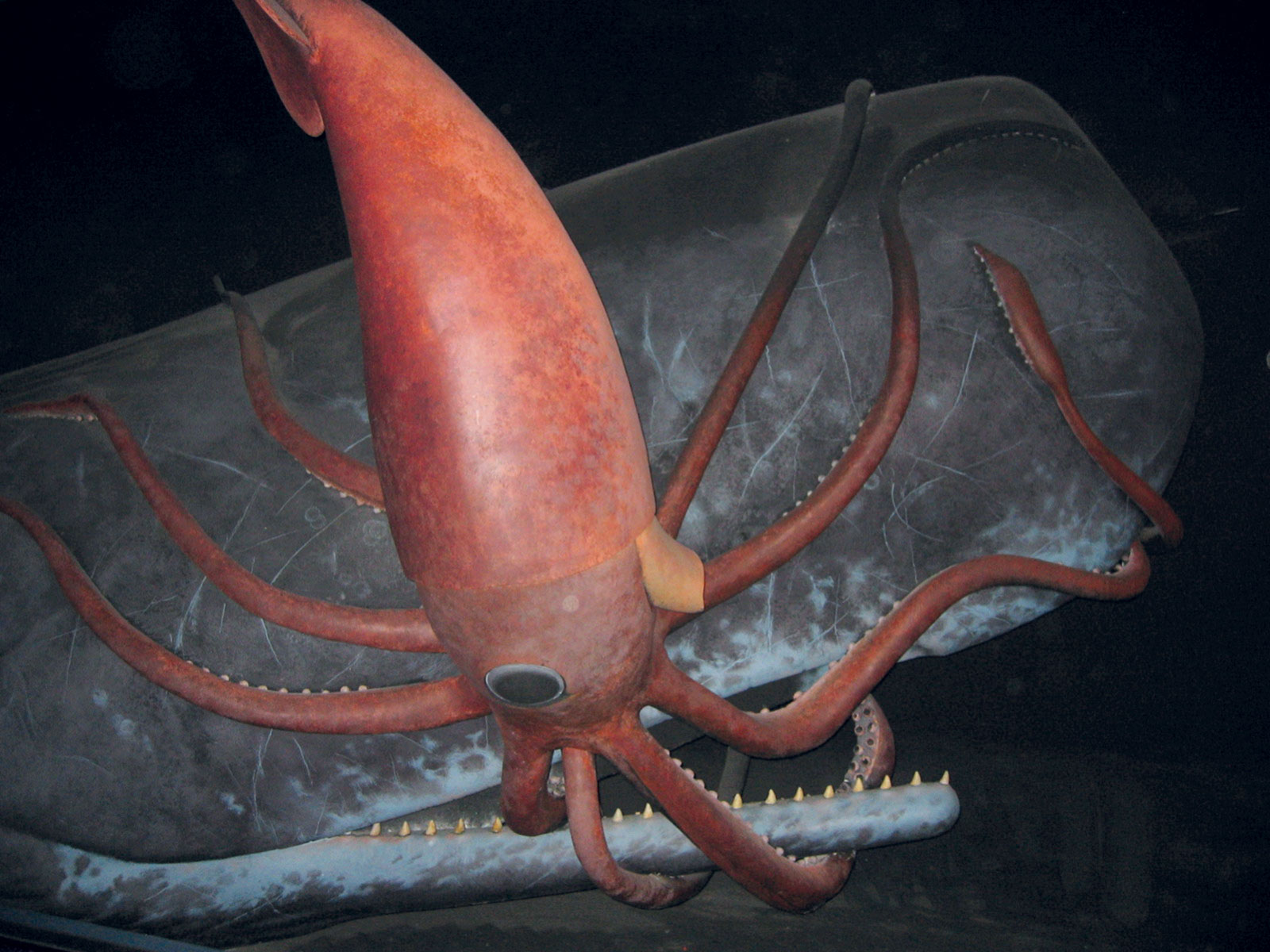 Cachalote y calamar gigante luchando, American Museum of Natural History. Fotografía de Mike Goren