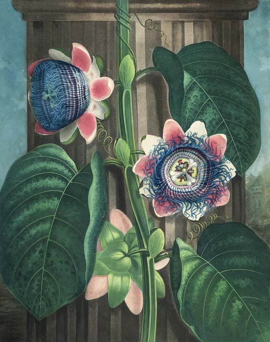 Robert John Thornton, *The Quadrangular Passion-flower*, en *The Temple of Flora*, 1799-1807. Biodiversity Heritage Library