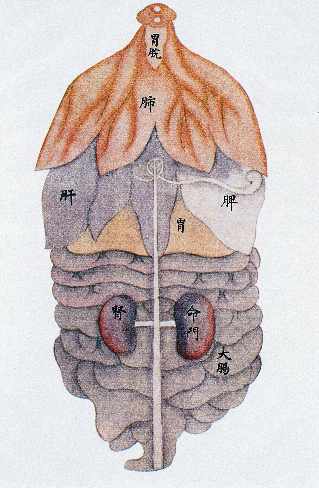 Anónimo, dibujo anatómico posterior de las vísceras, China, siglos XVII-XVIII 