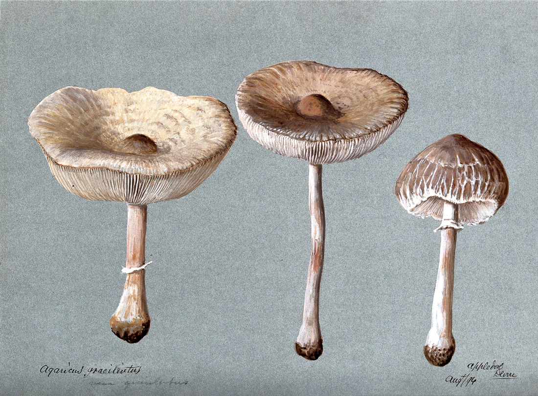 Un hongo (*Agaricus graciliatus*): tres cuerpos fructíferos, 1894. Welcome Collection