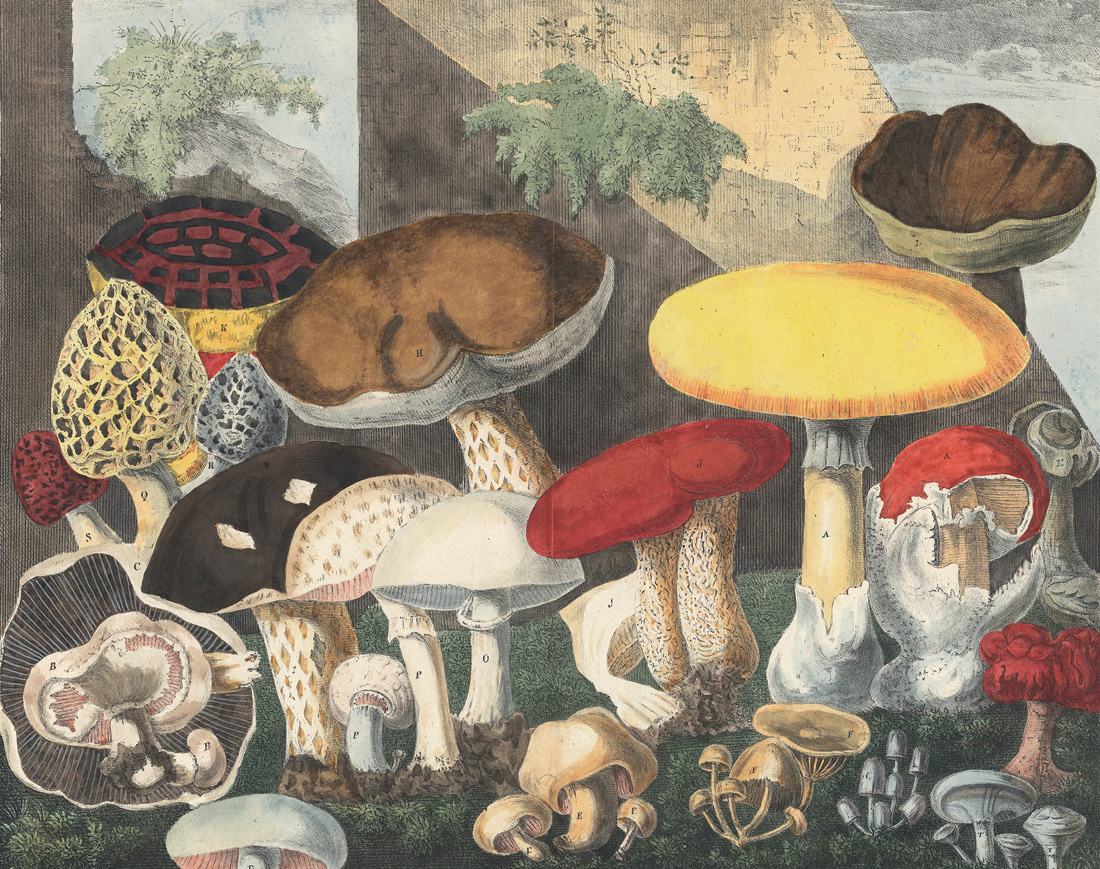 Hongos comestibles, en M. E. Descourtilz, *Atlas des champignons comestibles, suspects et vénéneux*, 1827. Biodiversity Heritage Library