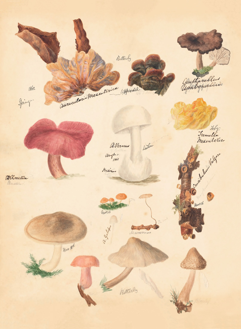 Ilustraciones de hongos, en M. F. Lewis, Fungii, *vol. II*, 1862-1872. Biodiversity Heritage Library