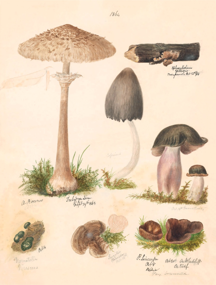 Ilustraciones de hongos, en M. F. Lewis, *Fungii*, vol. III, 1862-1872. Biodiversity Heritage Library