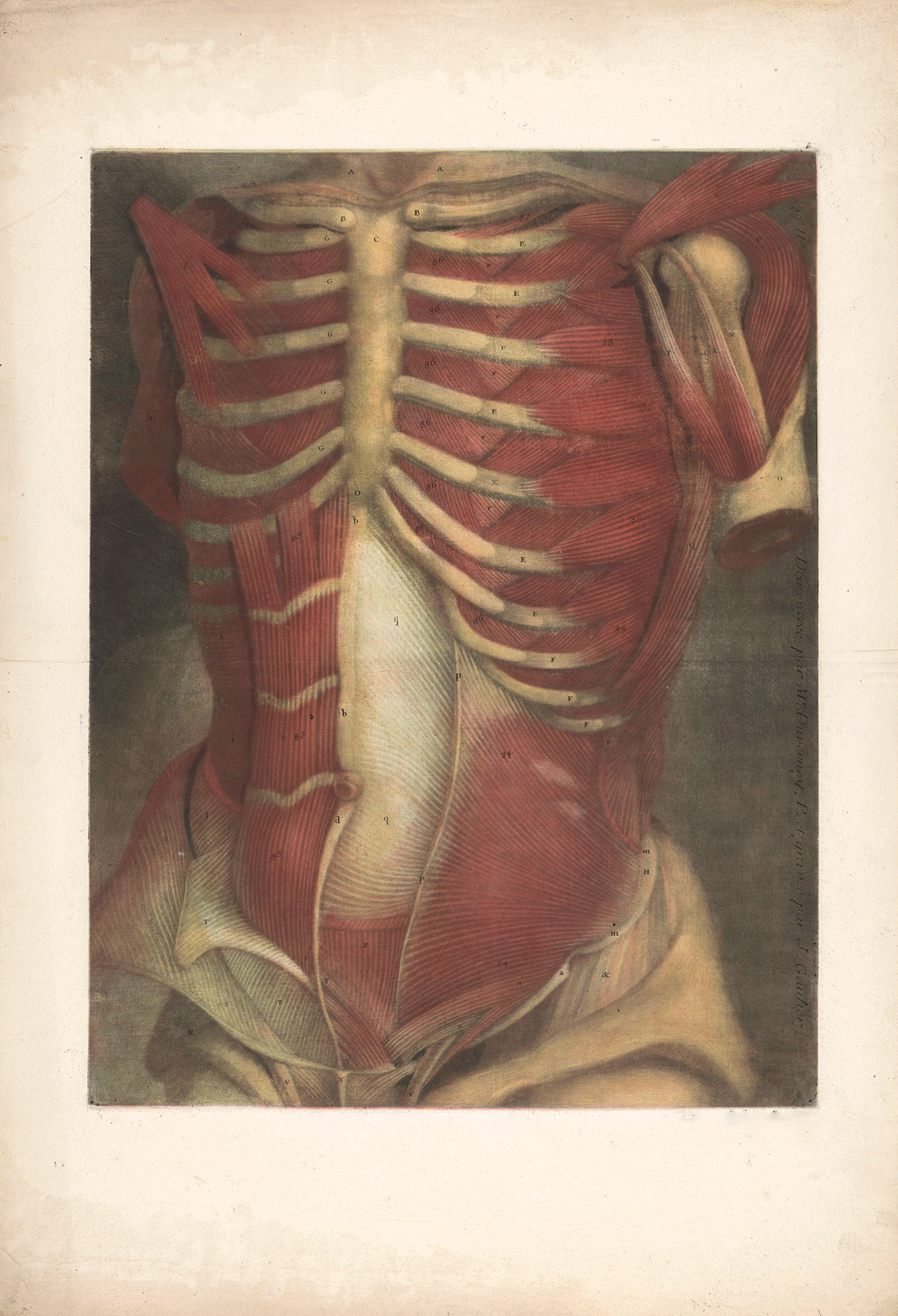 Jacques Fabien Gautier d’Agoty, modelo muscular anatómico de un torso masculino, visto de frente, 1746. Rijksmuseum 
