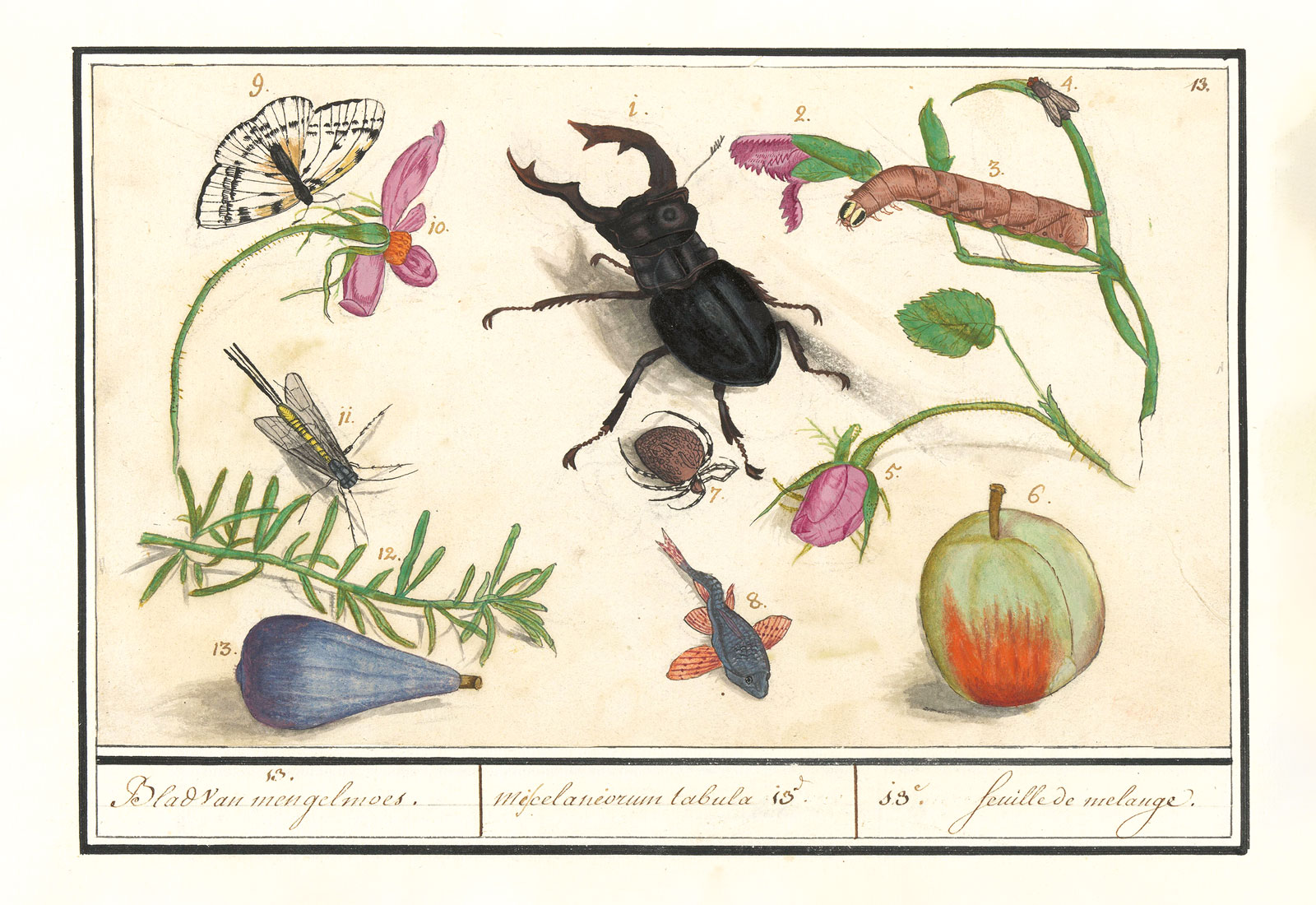 *Lámina miscelánea no. 13*, en Elias Verhulst, *Conjunto de Historia Natural*, 1596-1610. Rijksmuseum 