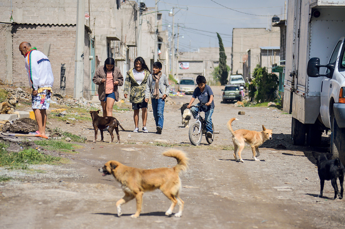 ©Fermín Guzmán, *Perros callejeros en los Ejidos de Santa María, Chimalhuacán*, EDOMEX, 2021. Cortesía del artista