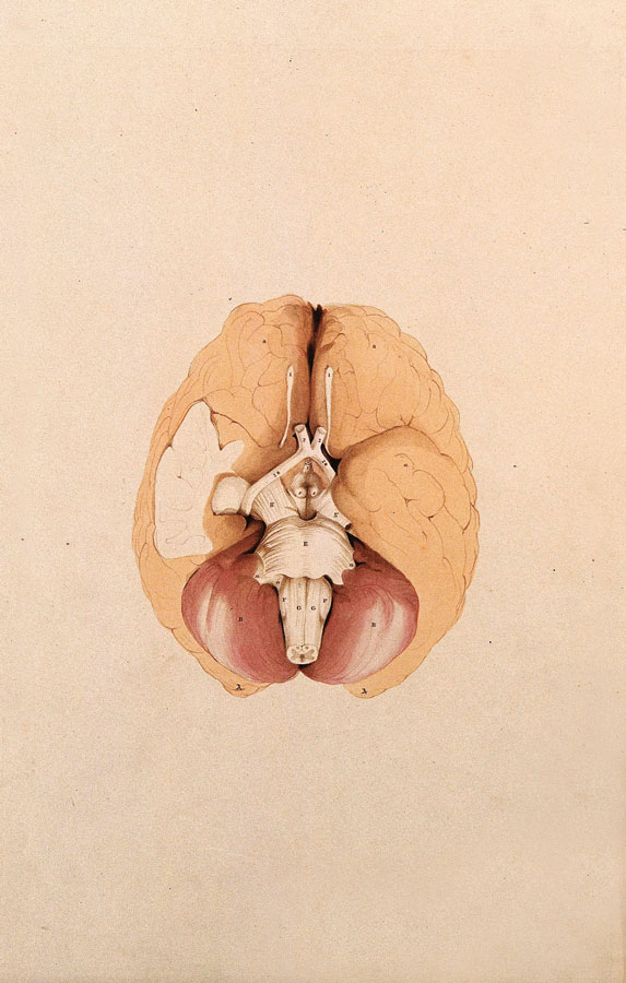 W. H. Lizars, _Disección que muestra la base del cerebro_, 1827. Wellcome Collection