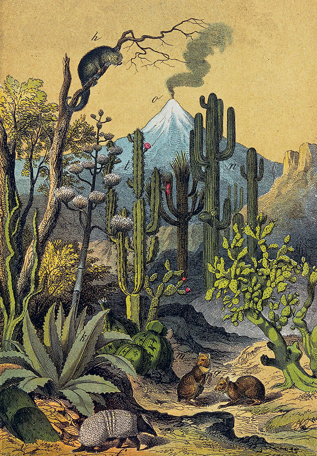 Paisaje desértico con cactus, jerbos y armadillo, s.f. Wellcome Collection