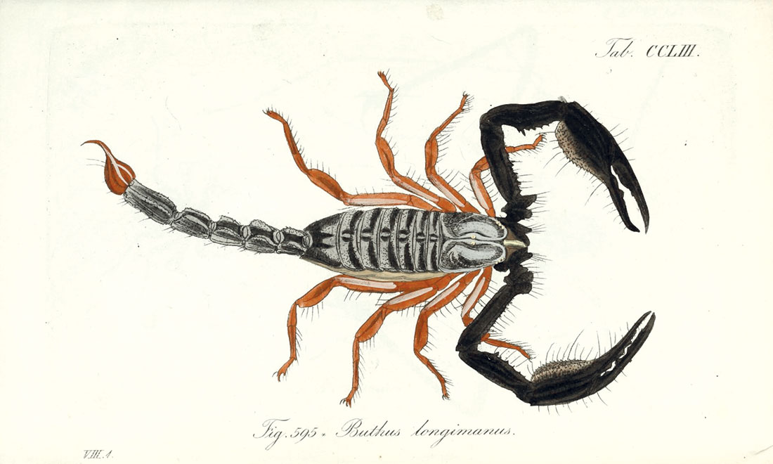_Buthus longimanus_, en Carl Ludwig Koch y Carl Wilhelm Hahn, _Los arácnidos ilustrados y descritos fielmente de la naturaleza_, 1841-1843. Biodiversity Heritage Library