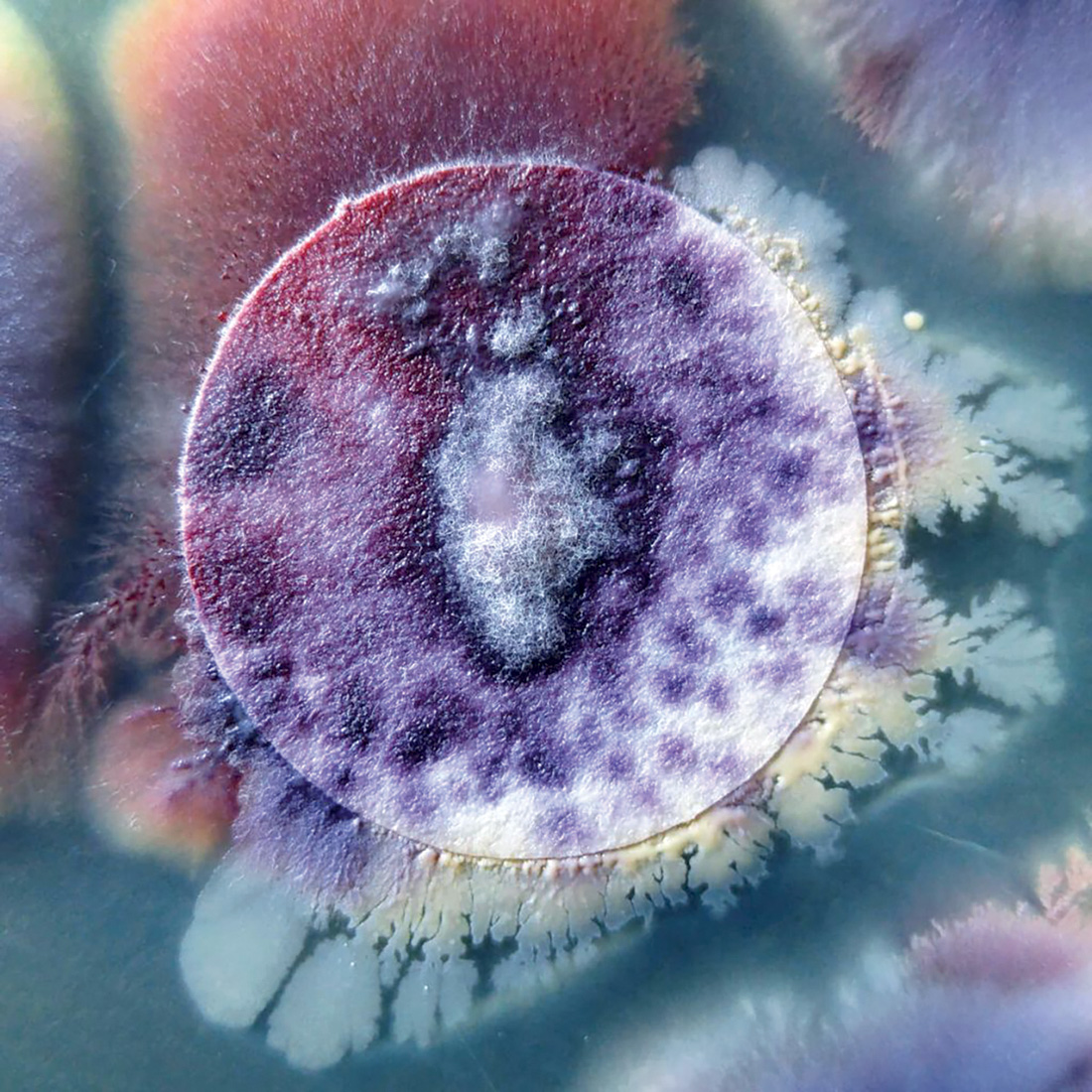 *Candida albicans* vista mediante microscopía electrónica de barrido, 2015. CeNSE, IISc