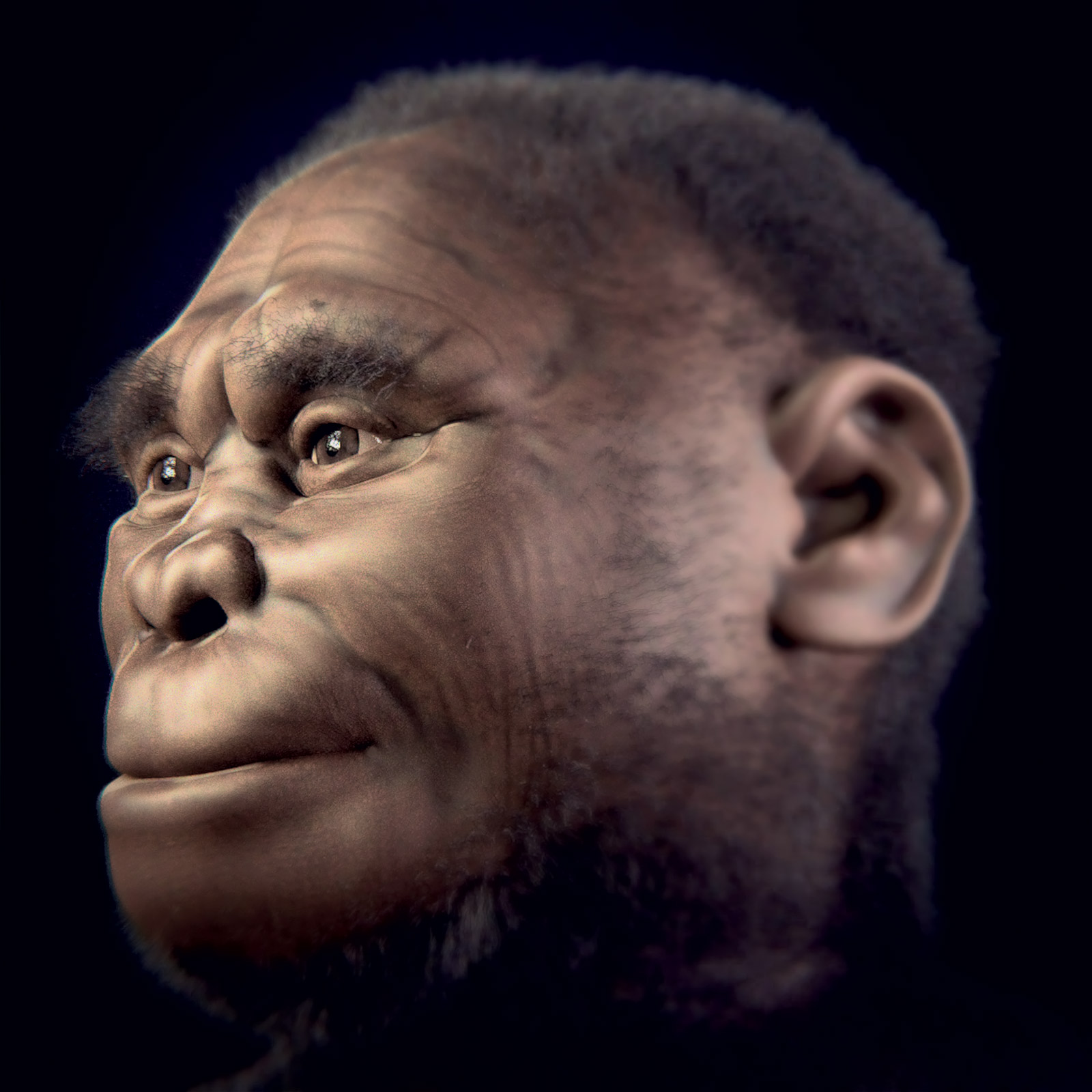 Reconstrucción facial forense del LB1 de la especie *Homo floresiensis*