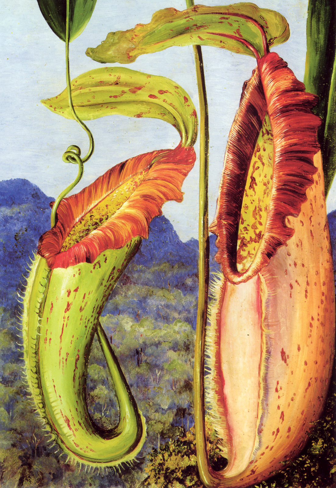 Marianne North, *Nepenthes northiana*, 1876 
