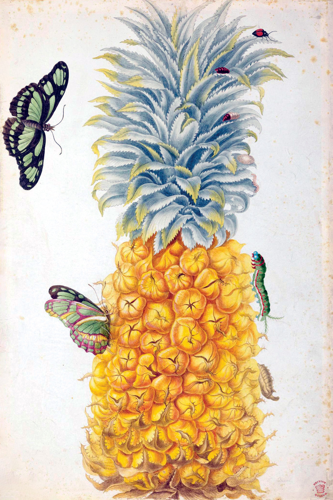 Maria Sibylla Merian, *Piña con oruga, crisálida, dos mariposas y una catarina*, 1701-1705. British Museum 