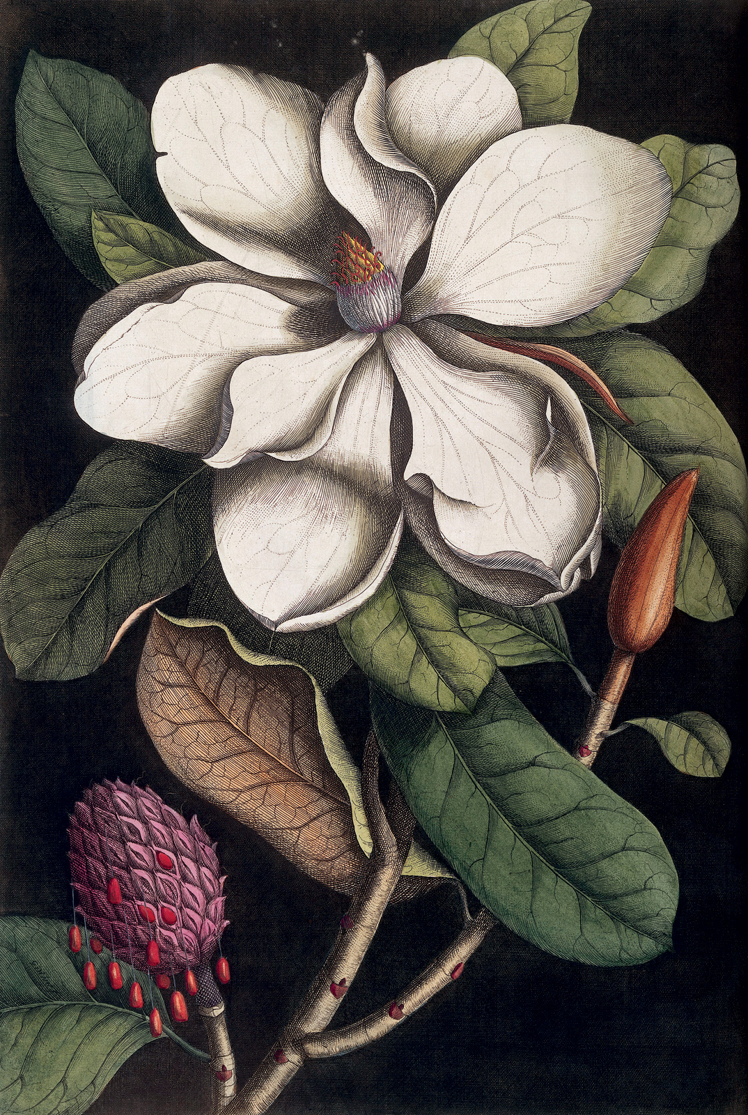 Georg Dionysius Ehret, *Magnolia altifima y su semilla*, 1731 