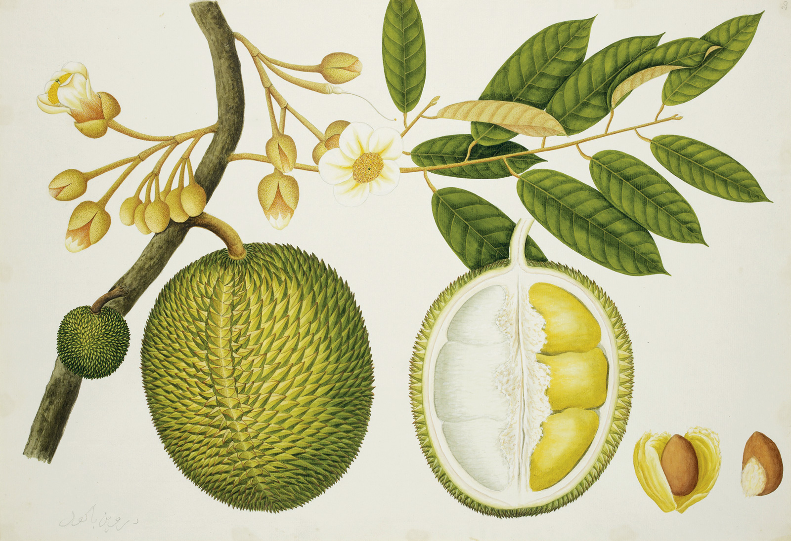 Anónimo, *Bombacaceae*, 1824  